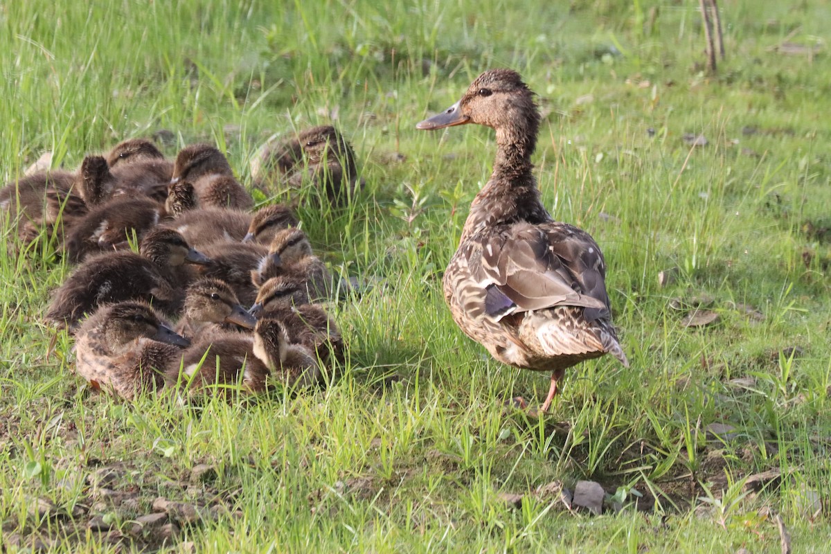 Mallard - ML620168829