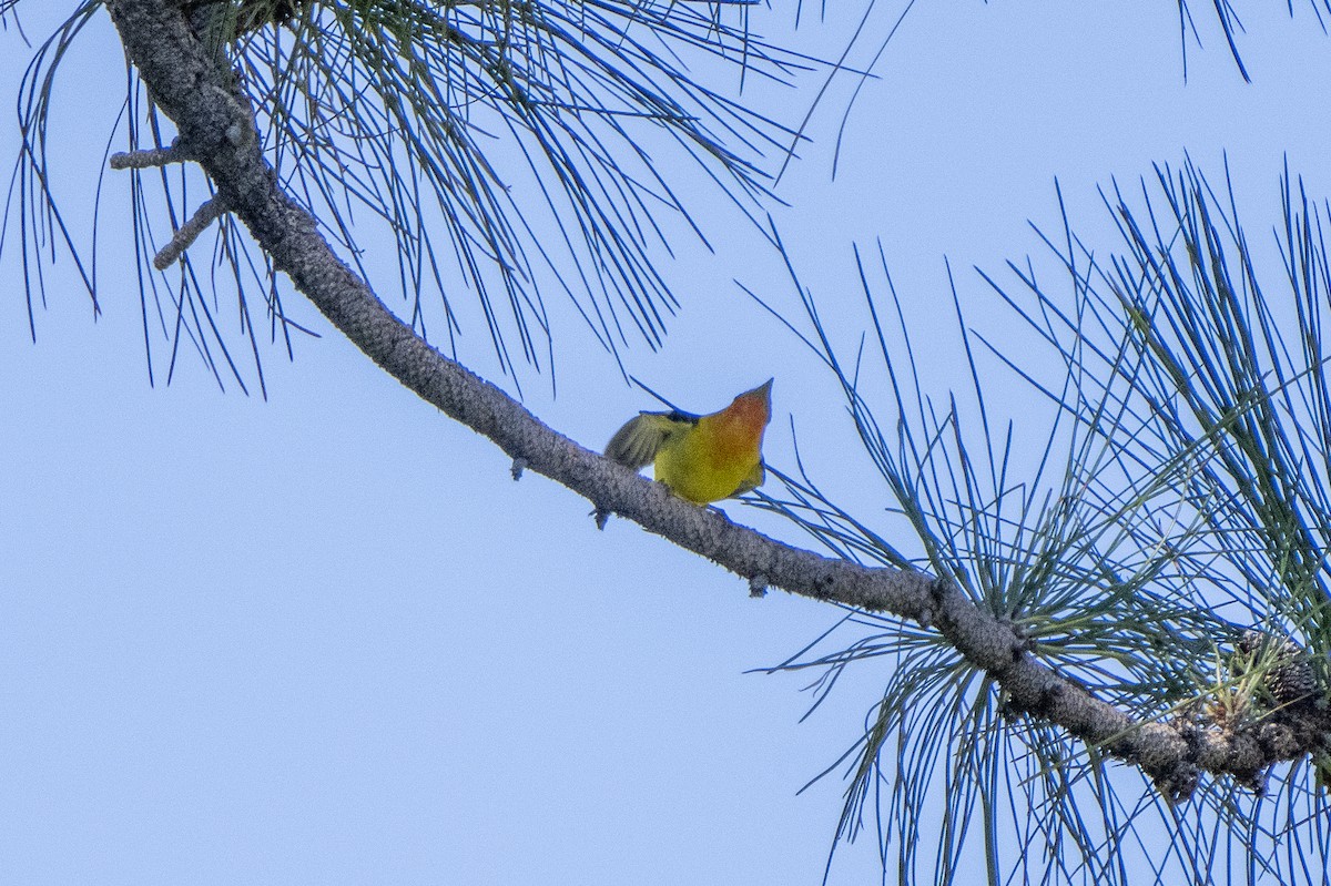 Western Tanager - ML620168833