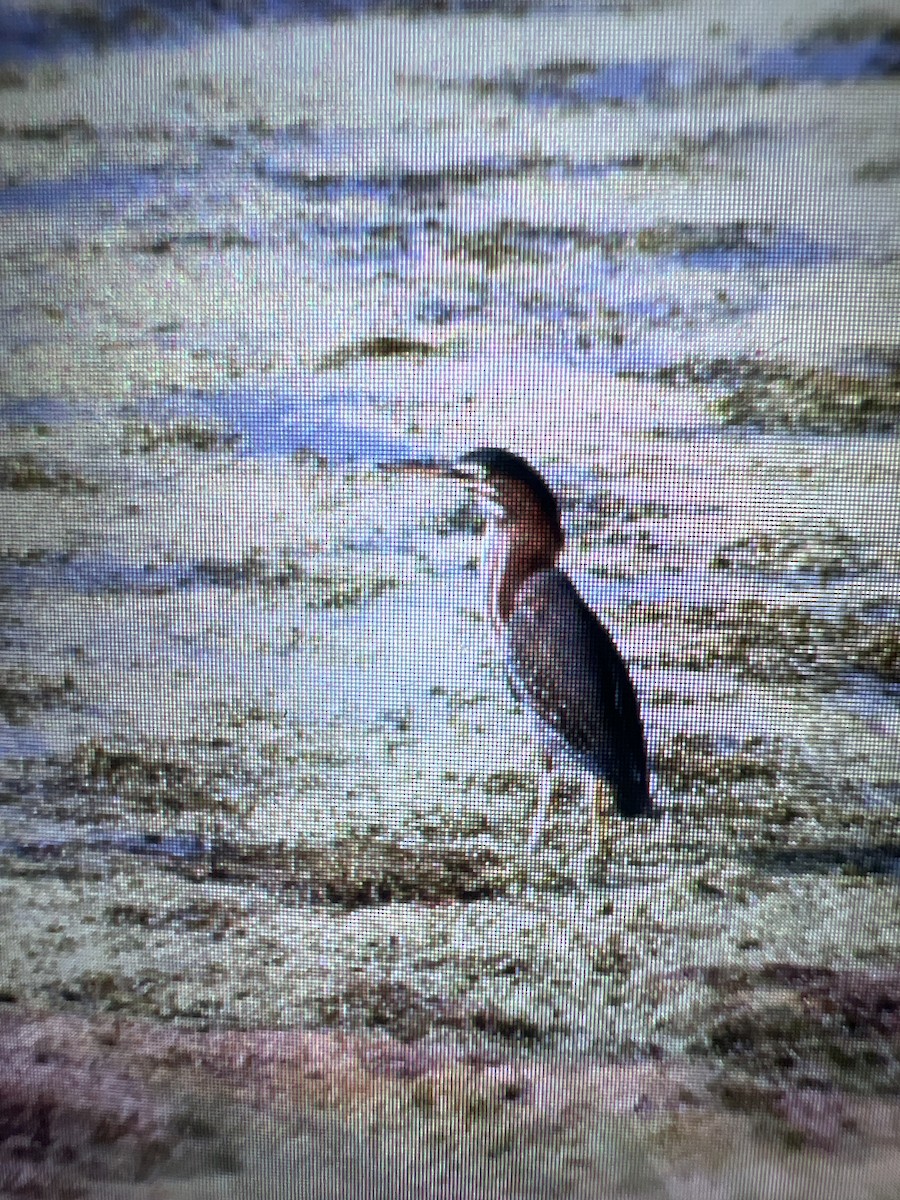 Green Heron - ML620168834