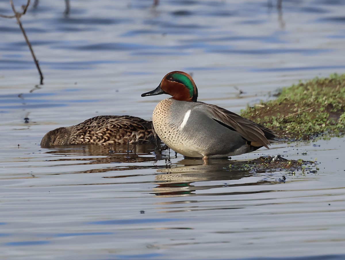 Green-winged Teal - ML620168837