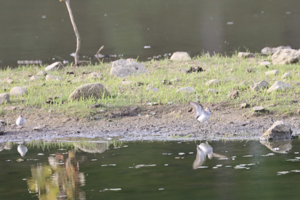 Semipalmated Sandpiper - ML620168842