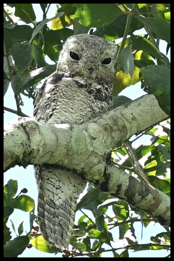 Great Potoo - ML620168848