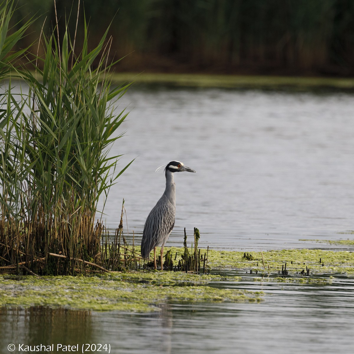 Yellow-crowned Night Heron - ML620168851