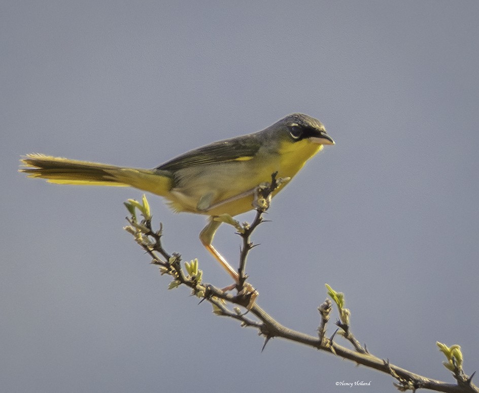 Gray-crowned Yellowthroat - Nancy Holland