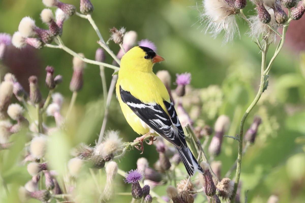 Chardonneret jaune - ML620168863