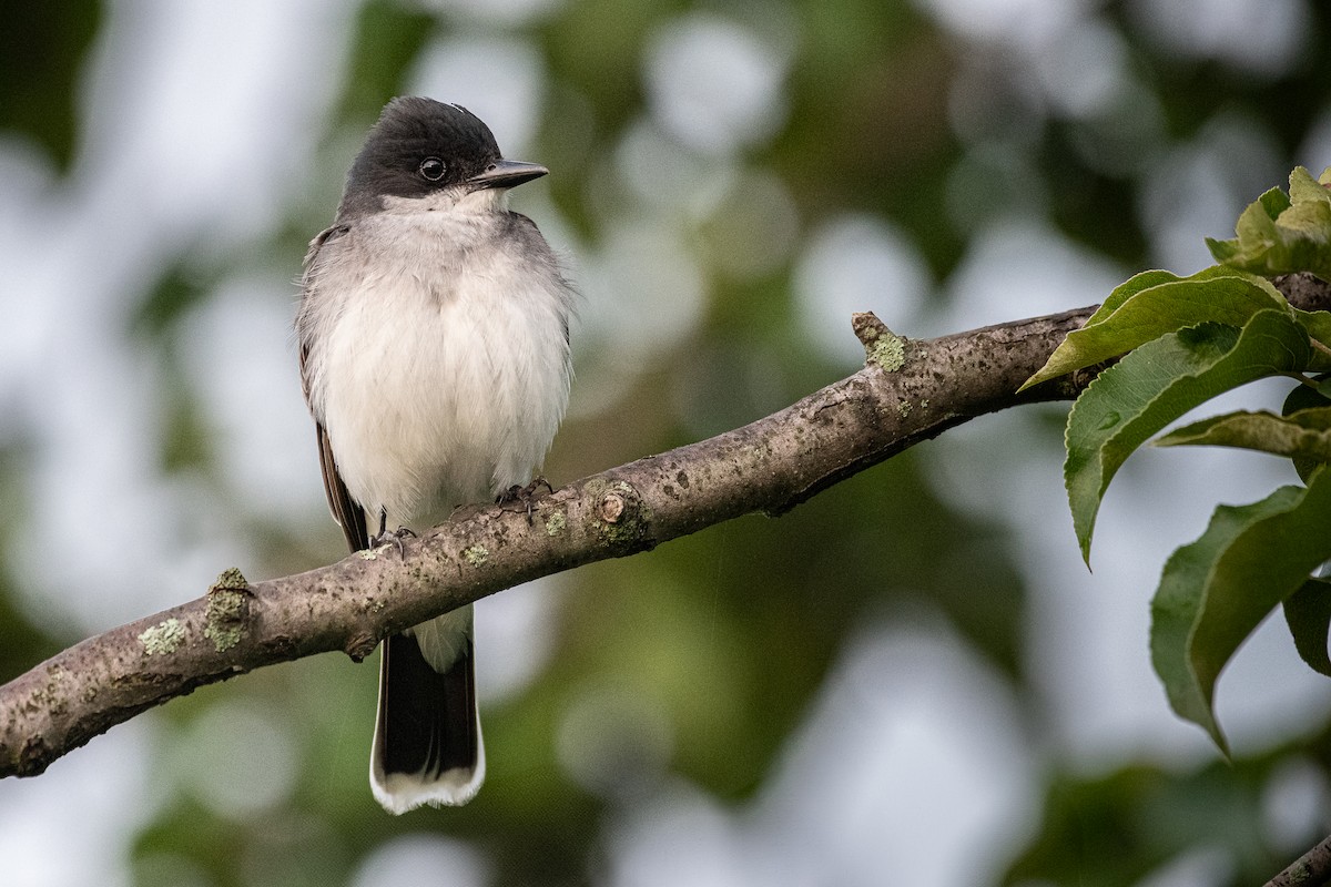 Eastern Kingbird - Brian Z