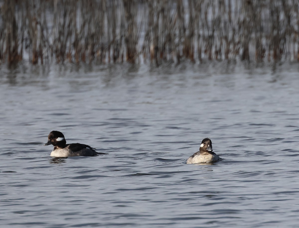 Bufflehead - ML620168872