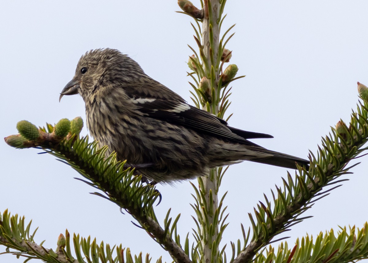 White-winged Crossbill - ML620168873