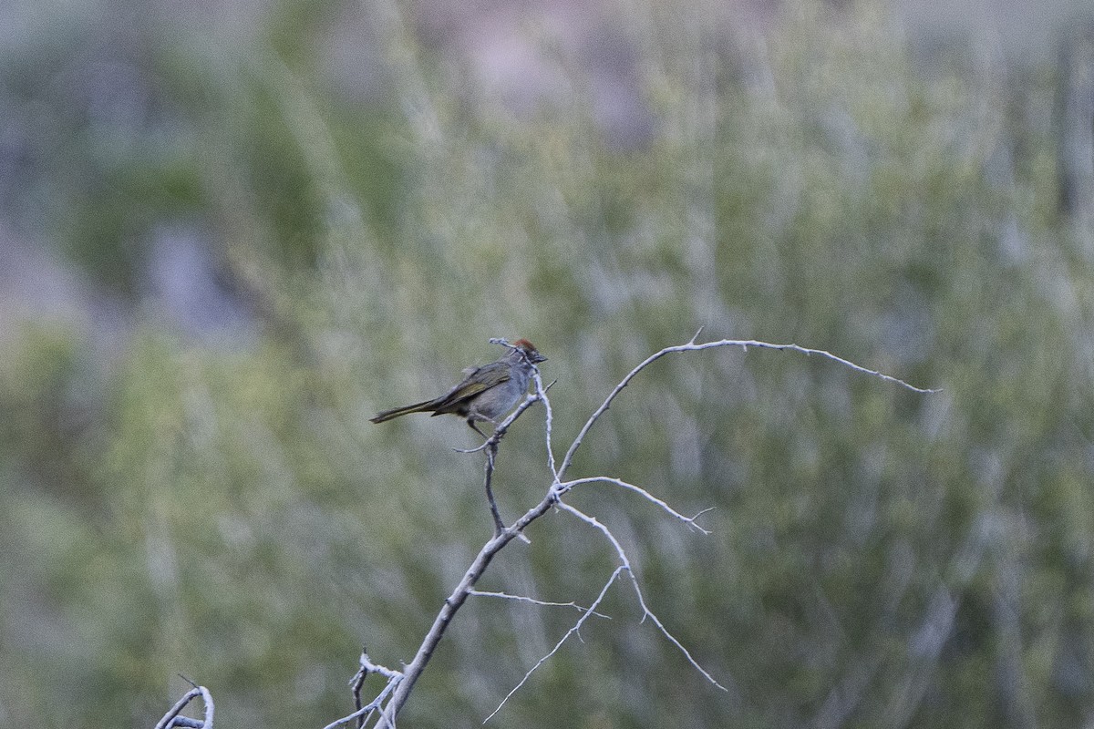 Green-tailed Towhee - ML620168883