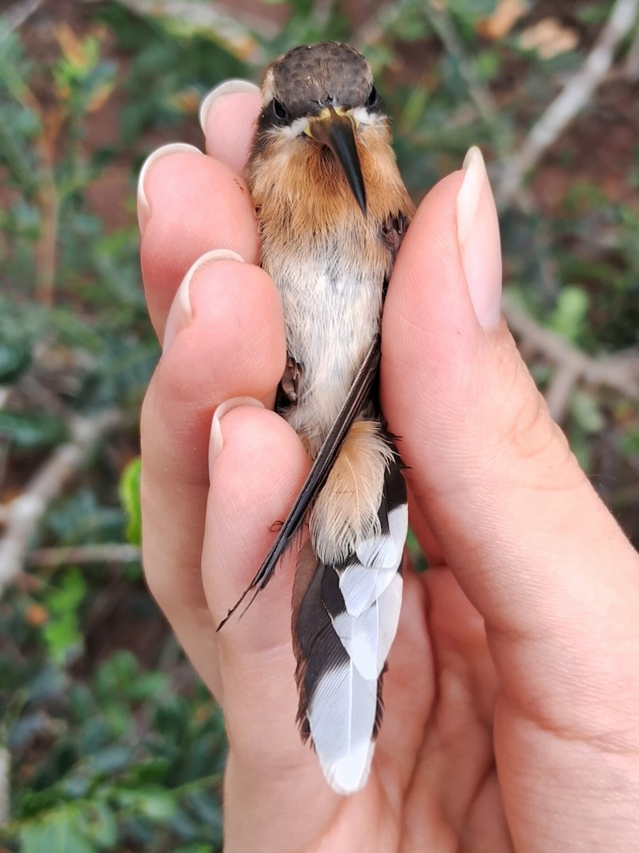 Клинохвостый колибри-отшельник - ML620168885