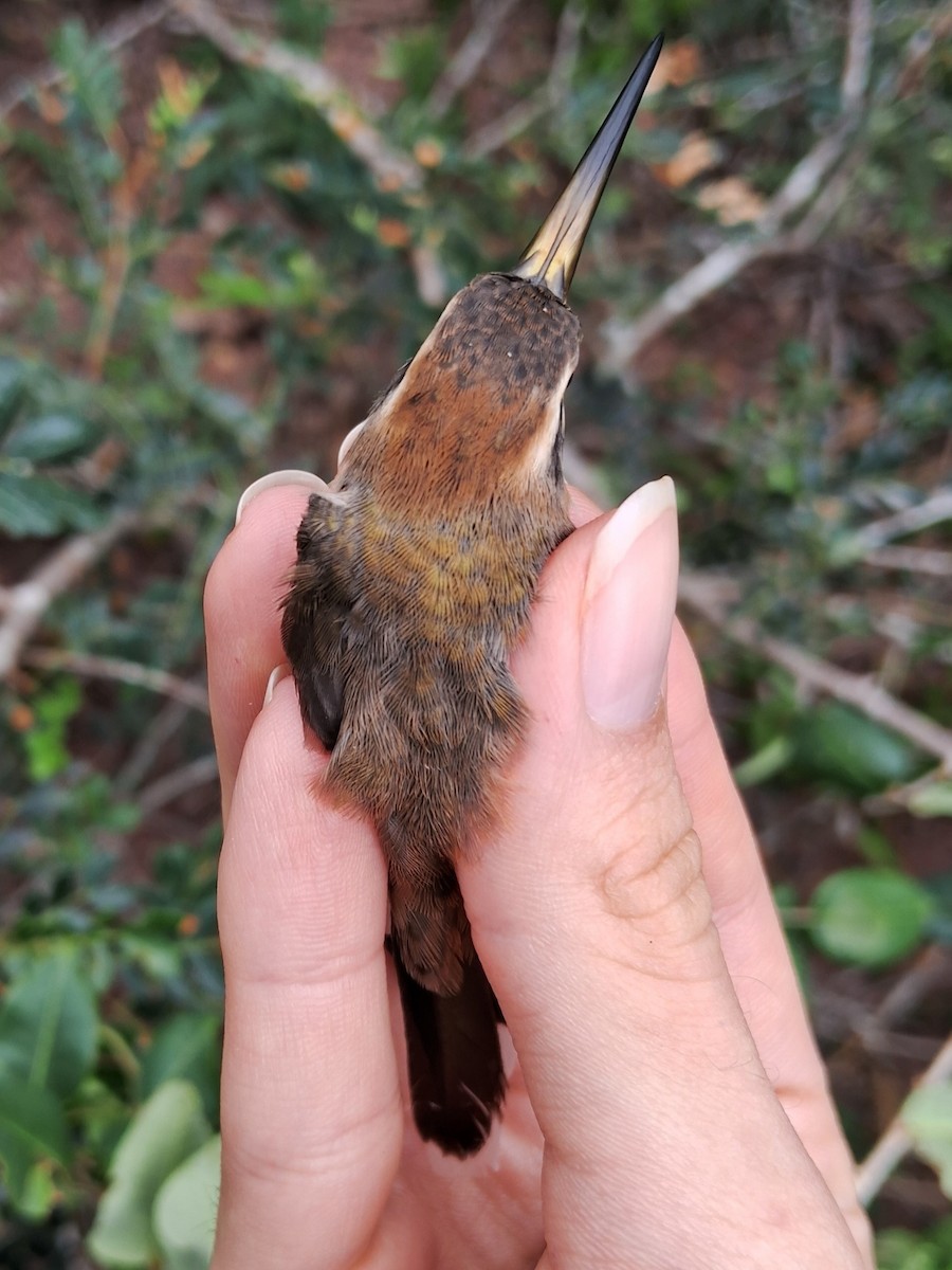 Клинохвостый колибри-отшельник - ML620168887