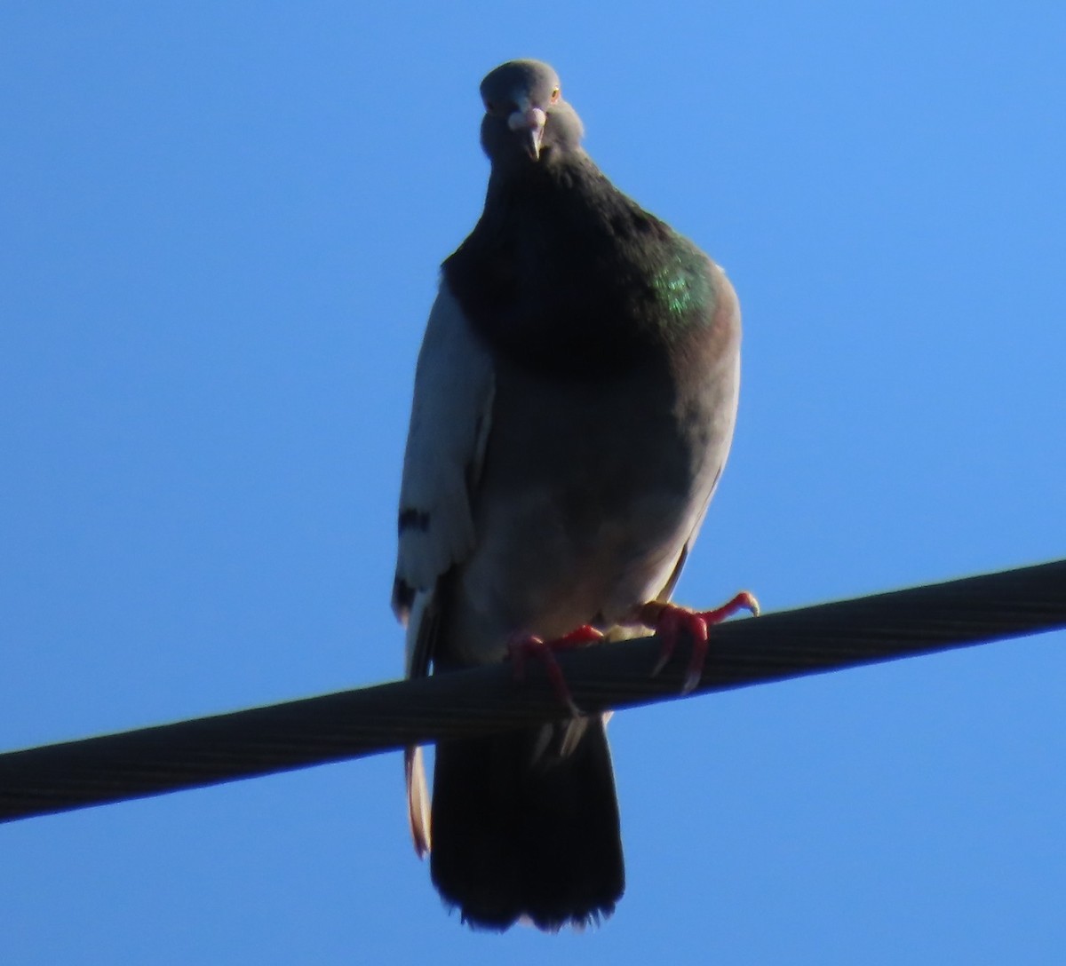 Pigeon biset (forme domestique) - ML620168889