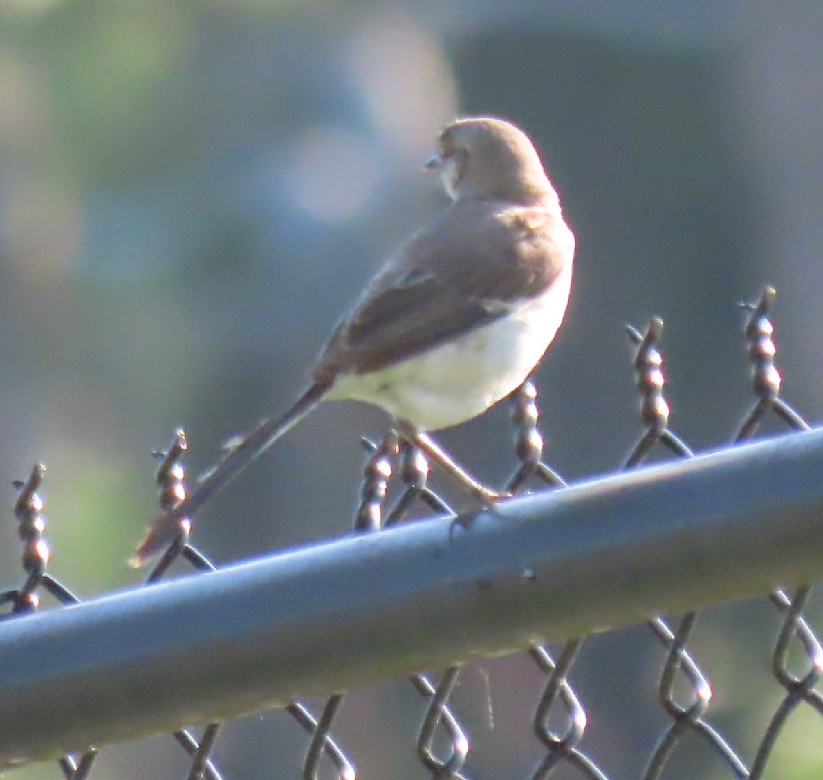 Northern Mockingbird - ML620168895