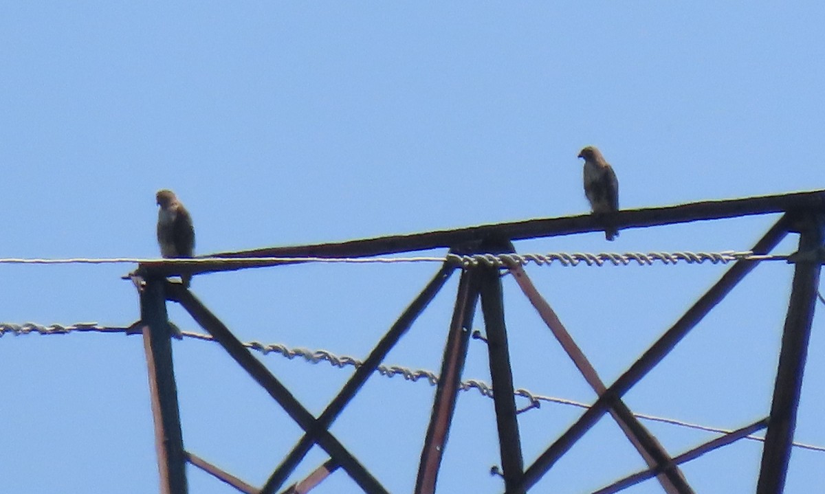 Red-tailed Hawk - ML620168896