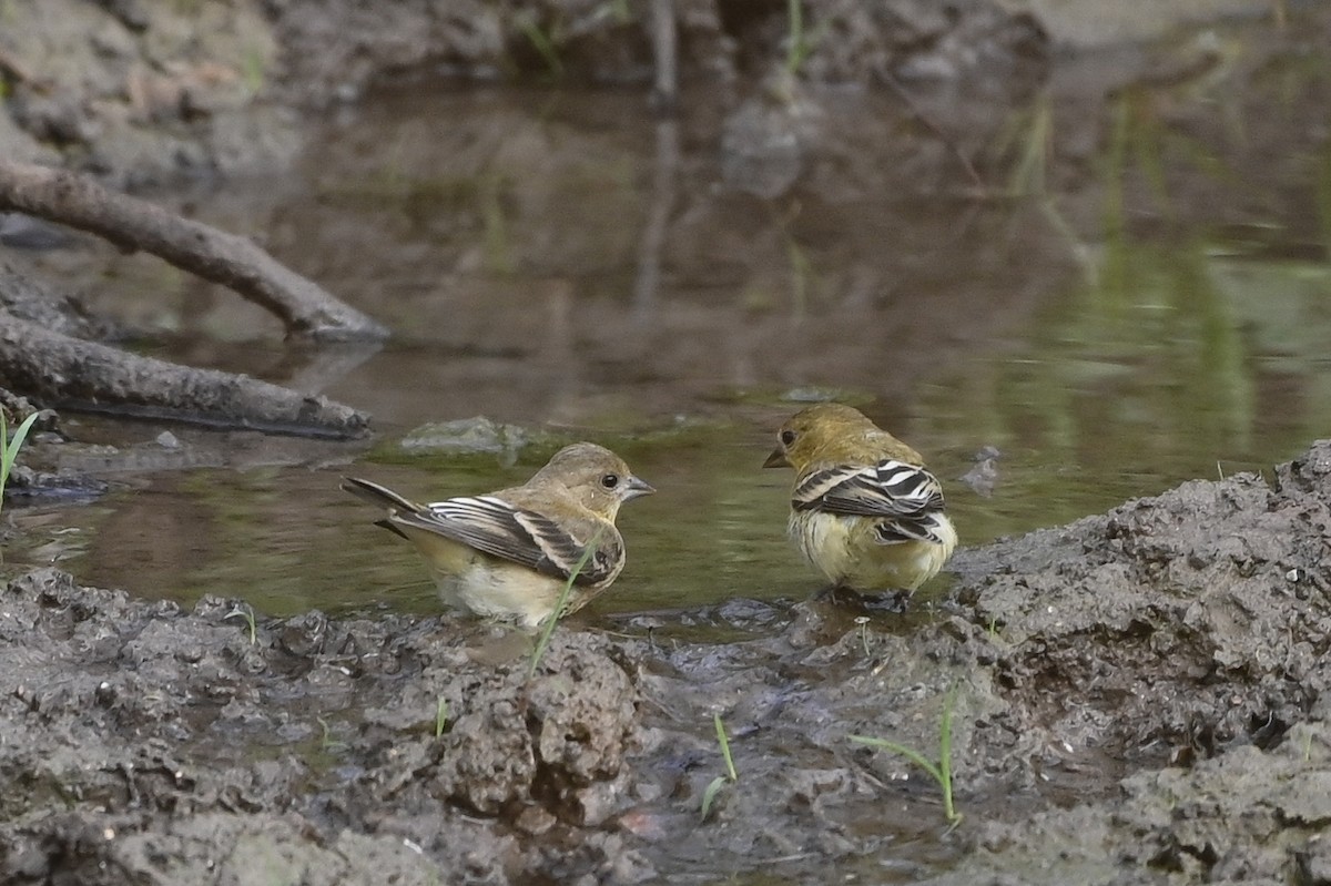 Lesser Goldfinch - ML620168898