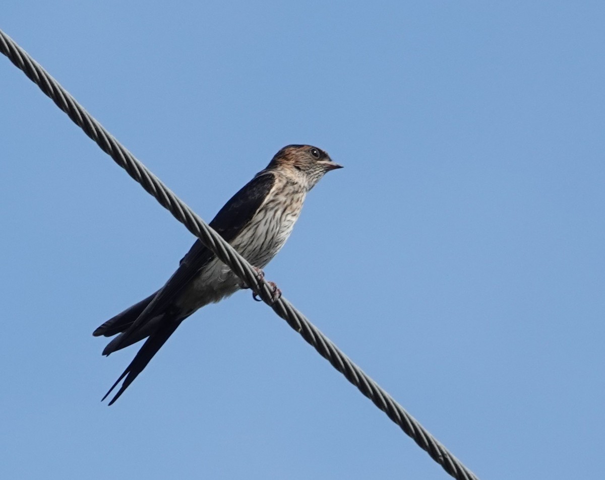 Striated Swallow - ML620168906