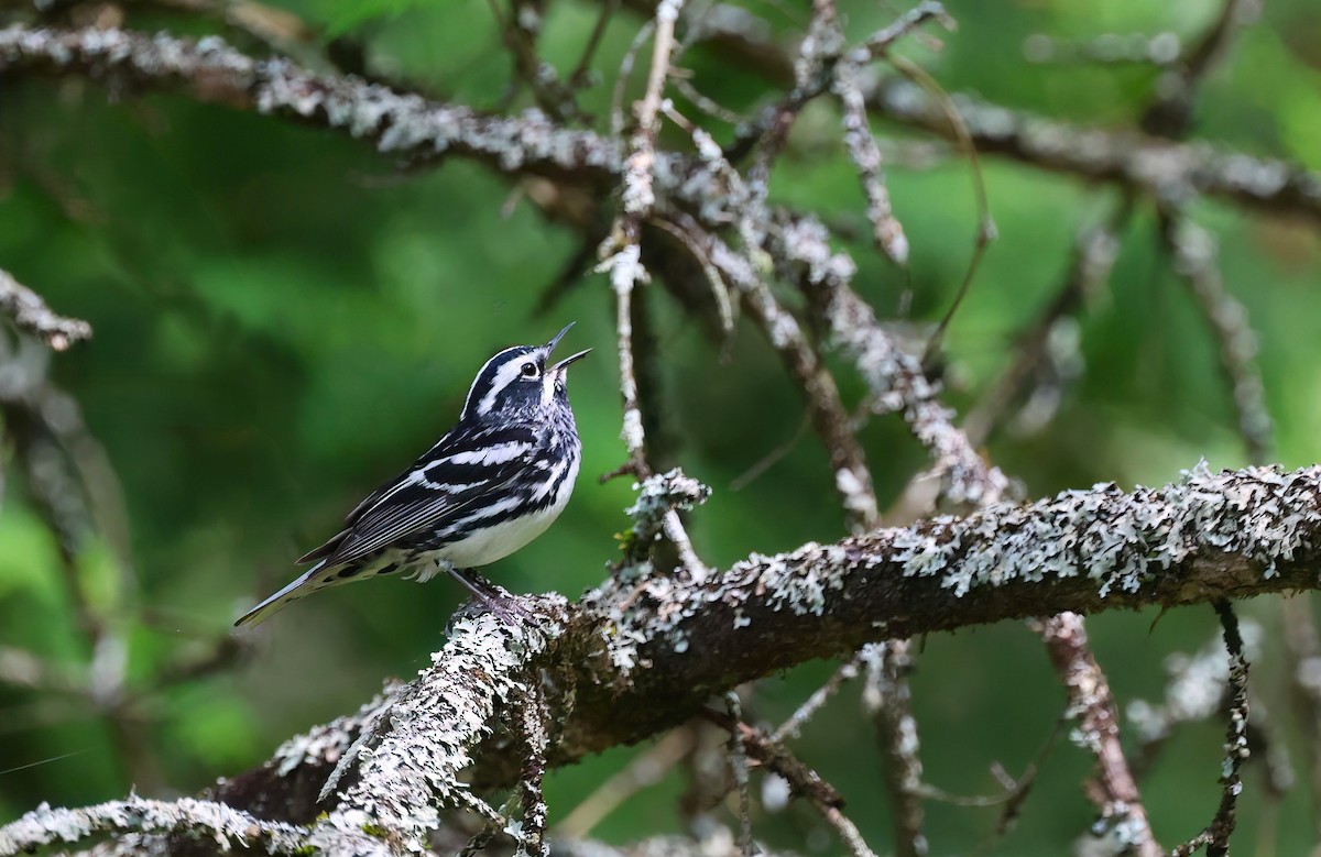 Black-and-white Warbler - ML620168908