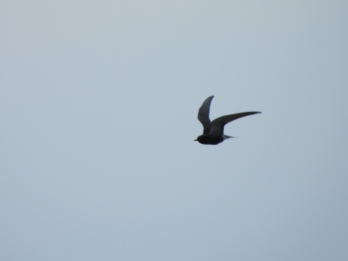 Black Tern - ML620168914