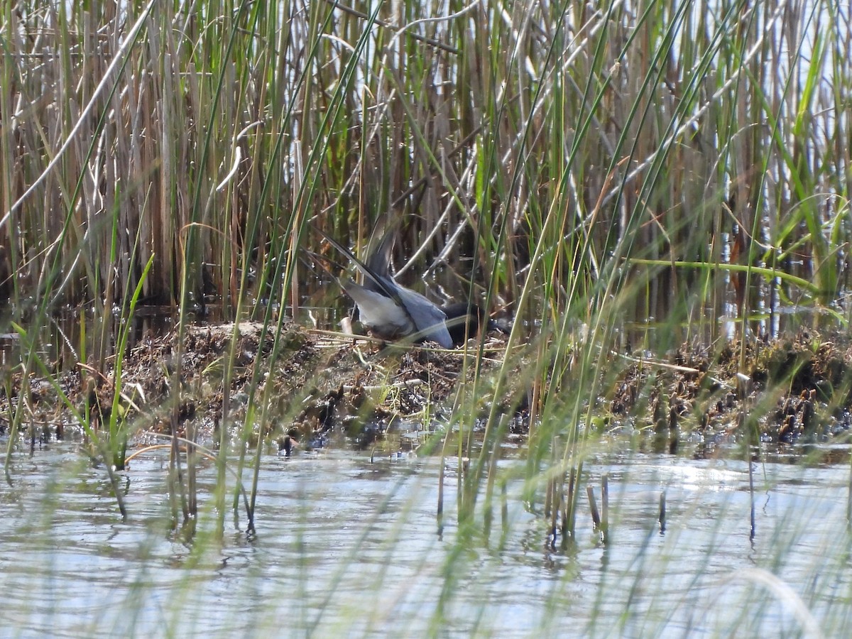 Black Tern - ML620168915