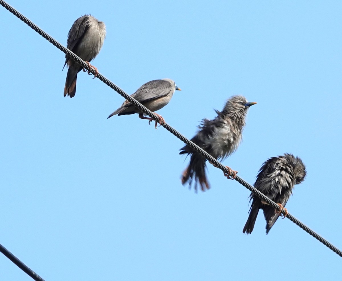 Chestnut-tailed Starling - ML620168916