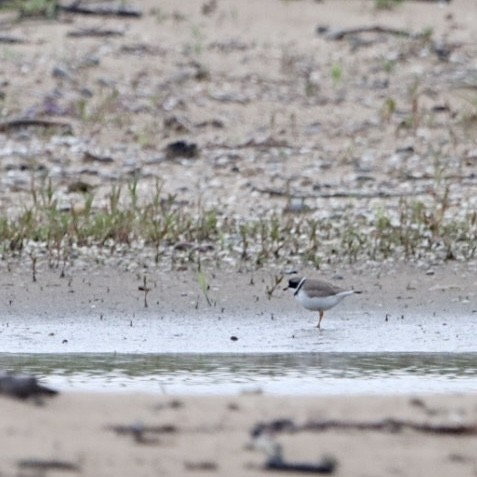 Semipalmated Plover - ML620168928