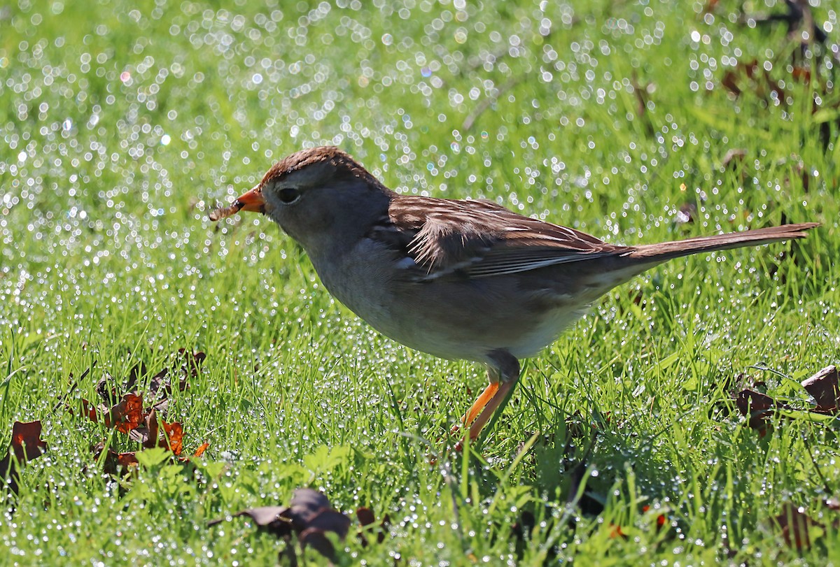 White-crowned Sparrow - ML620168934