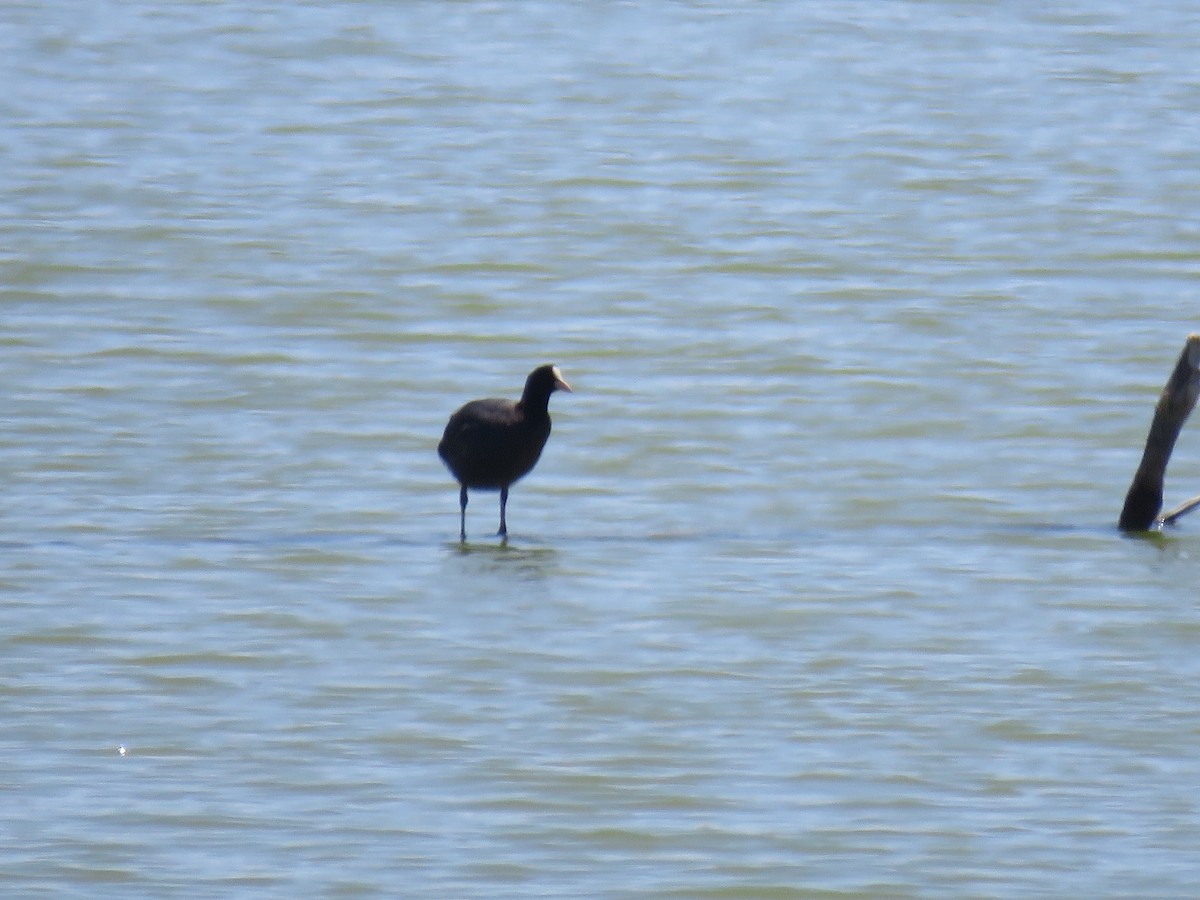 Eurasian Coot - ML620168935