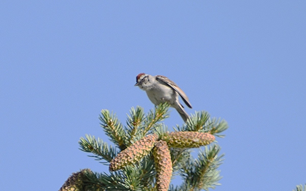 Chipping Sparrow - ML620168942