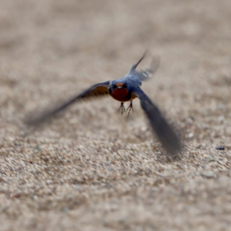 Barn Swallow - ML620168946