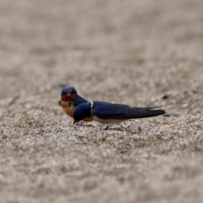 Barn Swallow - ML620168947