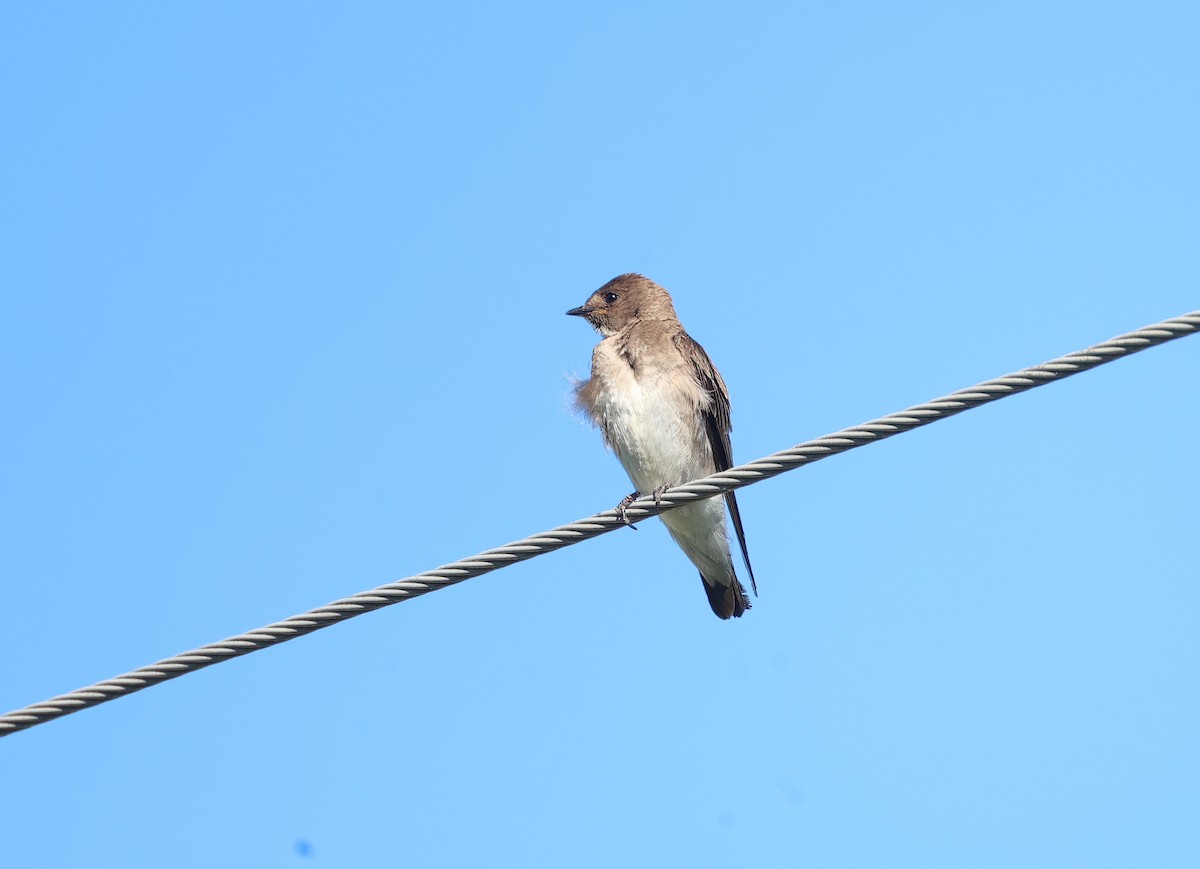 Northern Rough-winged Swallow - ML620168948