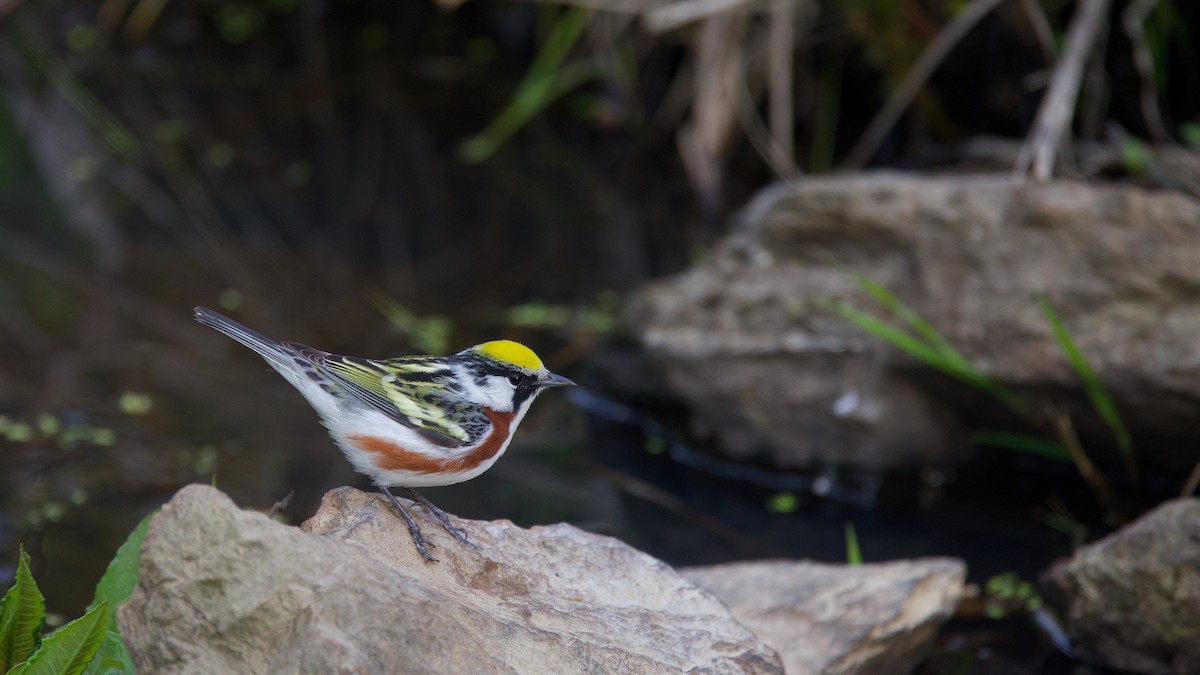 Chestnut-sided Warbler - ML620168956