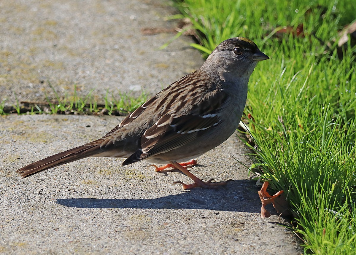 Golden-crowned Sparrow - ML620168958