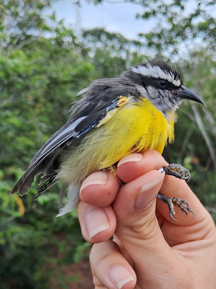 Bananaquit - ML620168964