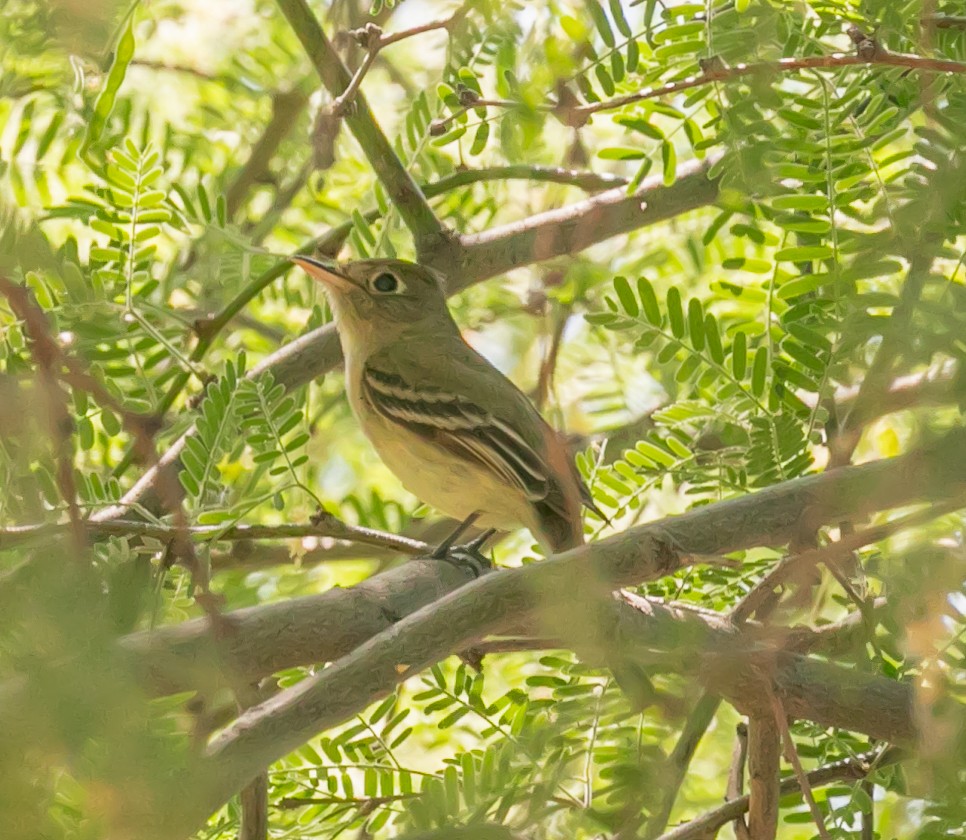 Western Flycatcher - ML620168969