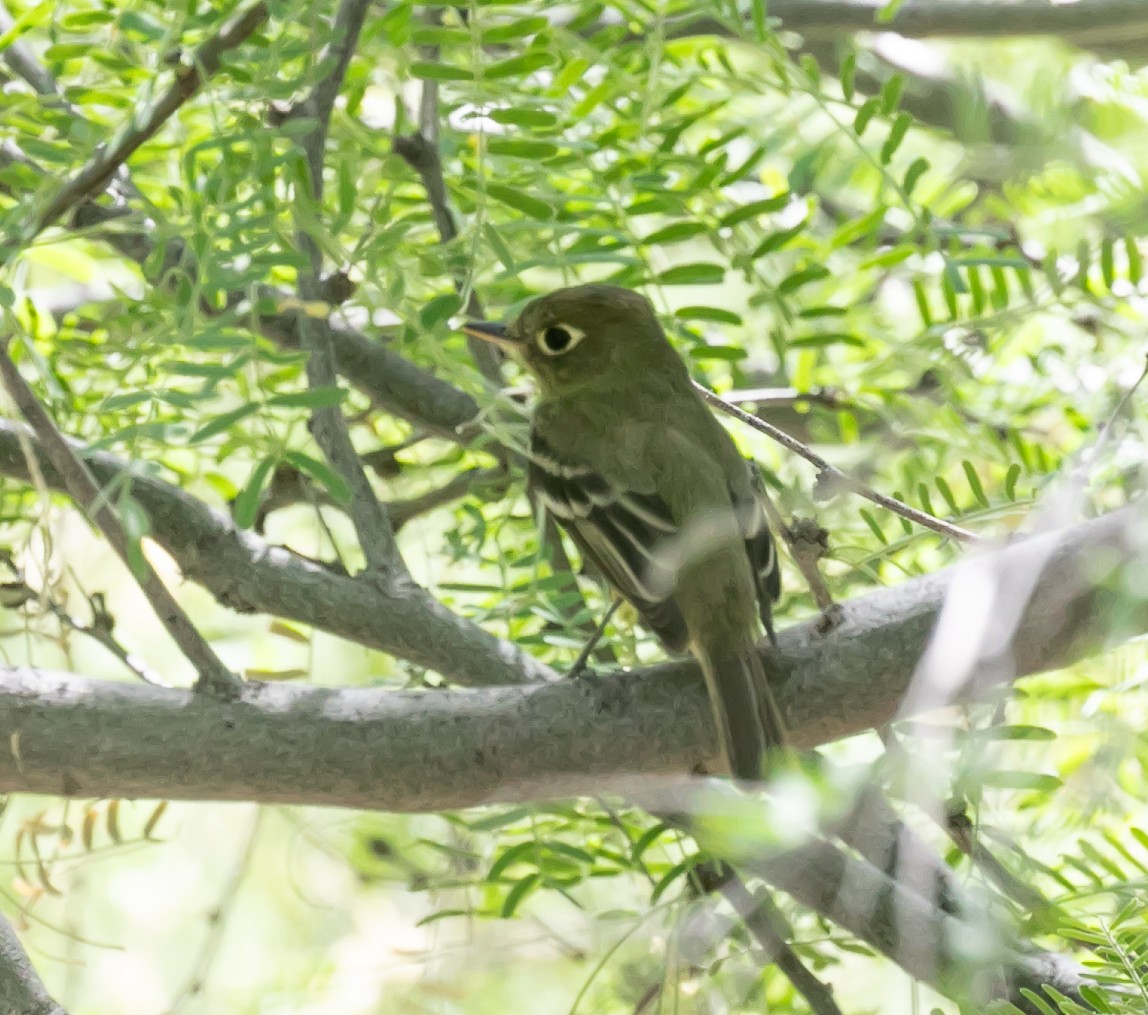 Western Flycatcher - ML620168971