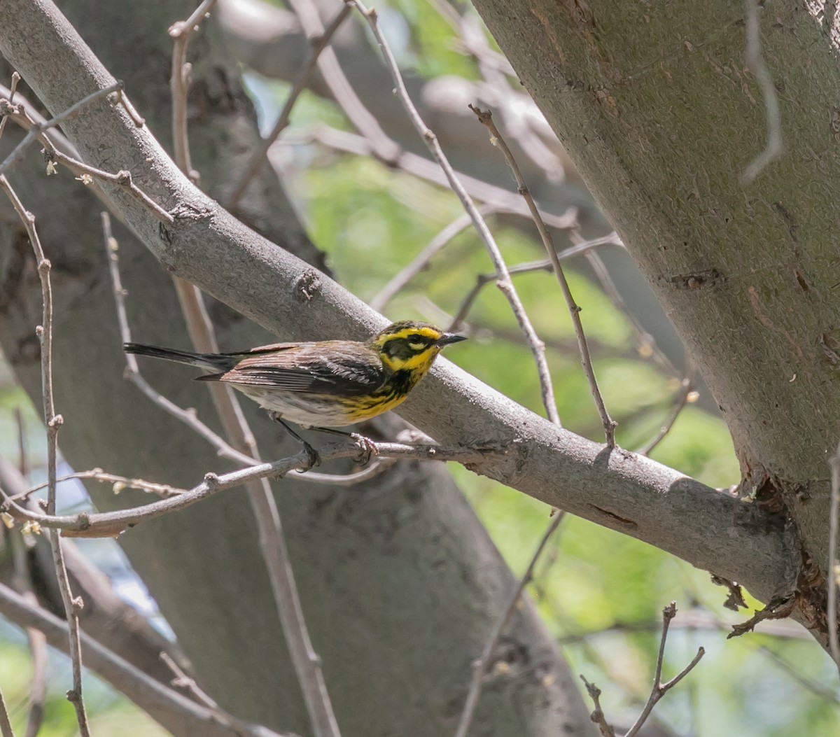 Townsend's Warbler - ML620168978