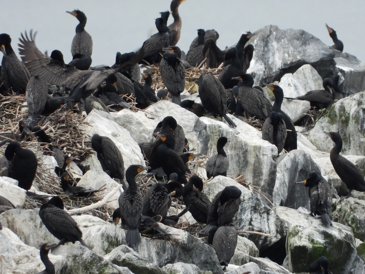 Cormoran à aigrettes - ML620168980