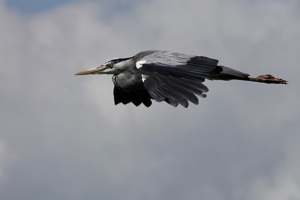 Gray Heron - ML620168983