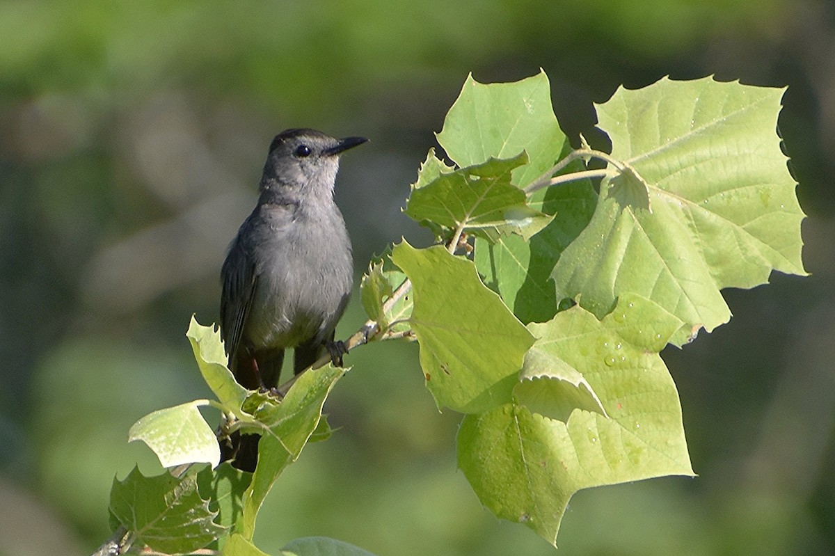 kattespottefugl - ML620168985