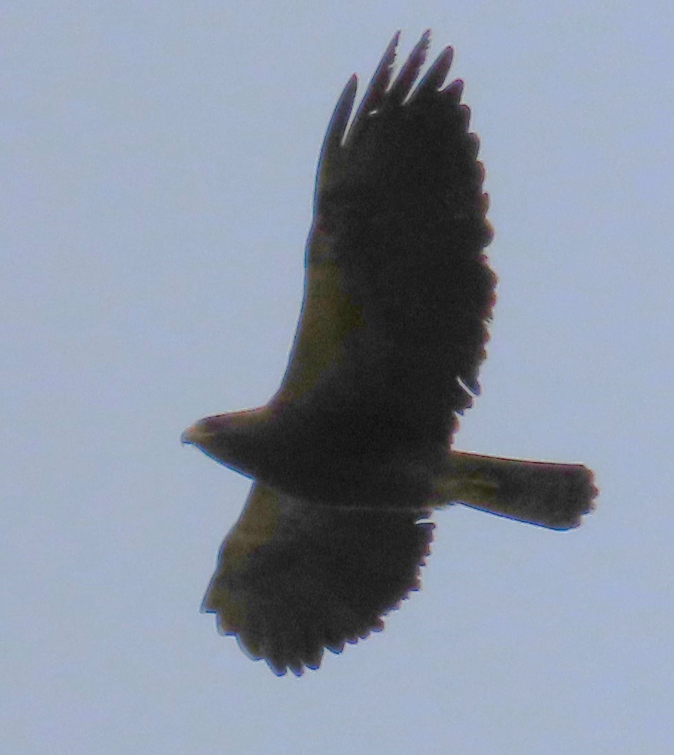 Swainson's Hawk - ML620168997