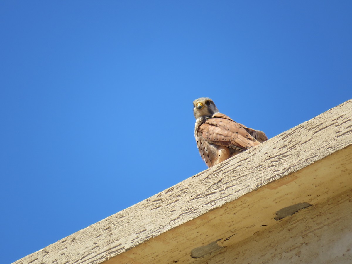 Eurasian Kestrel - ML620168998