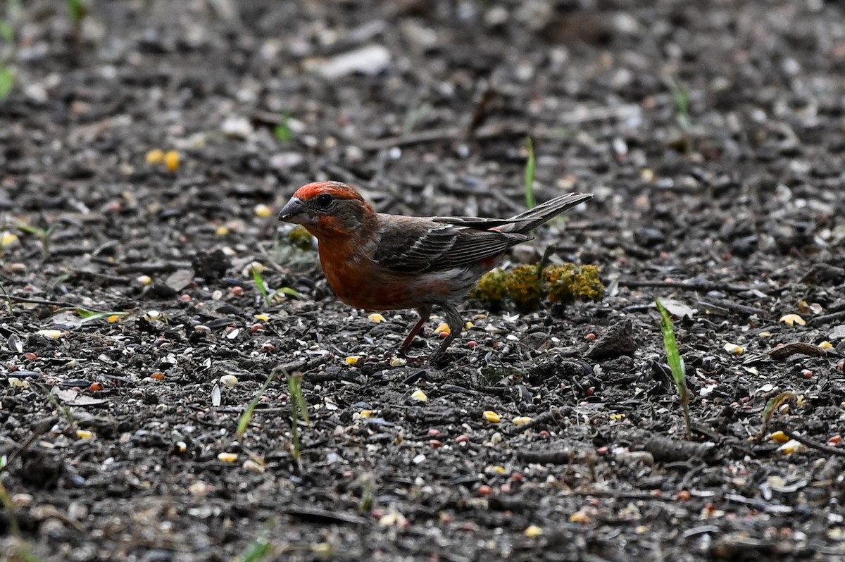 House Finch - ML620169002