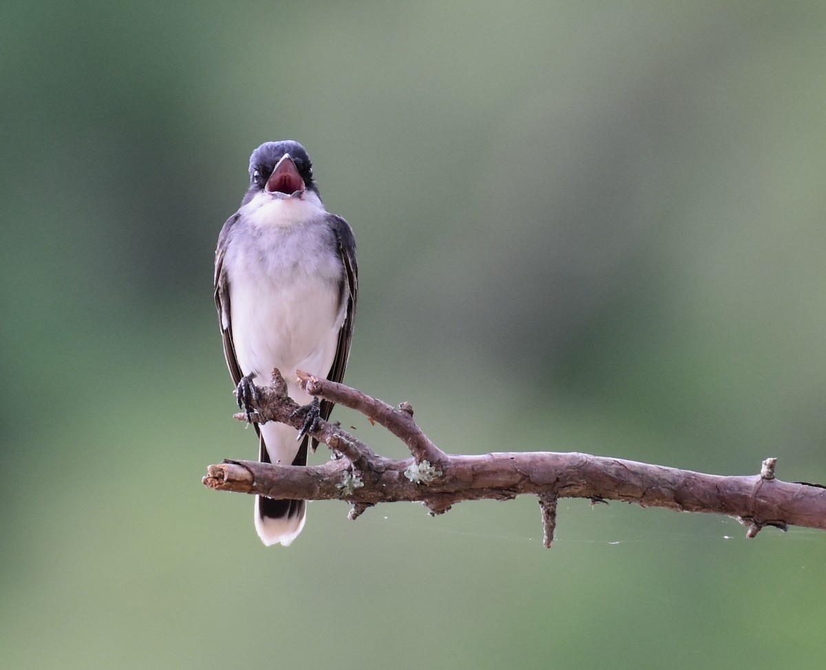 Eastern Kingbird - ML620169016