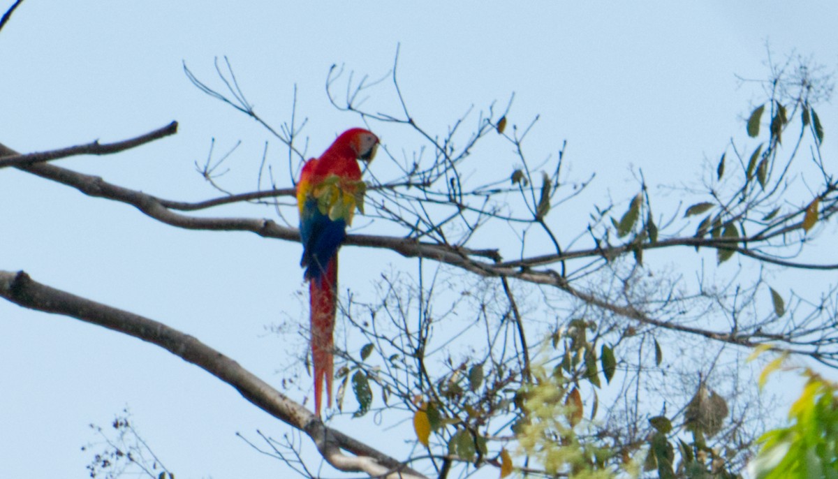 Scarlet Macaw - ML620169018