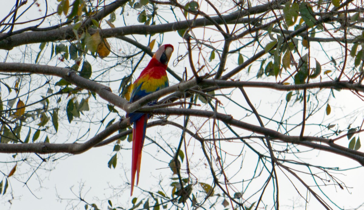 Guacamayo Macao - ML620169019