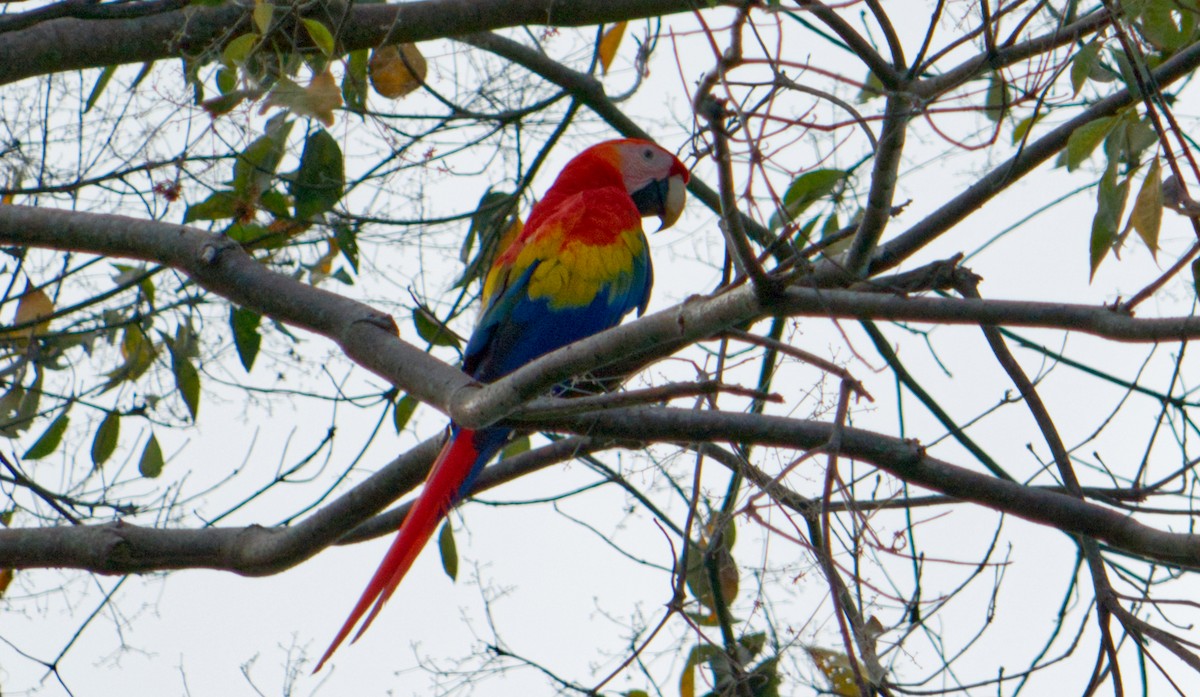 Guacamayo Macao - ML620169021