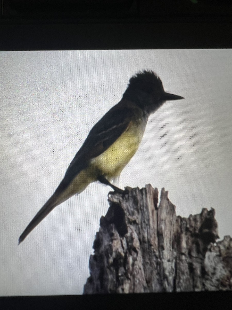 Great Crested Flycatcher - ML620169031