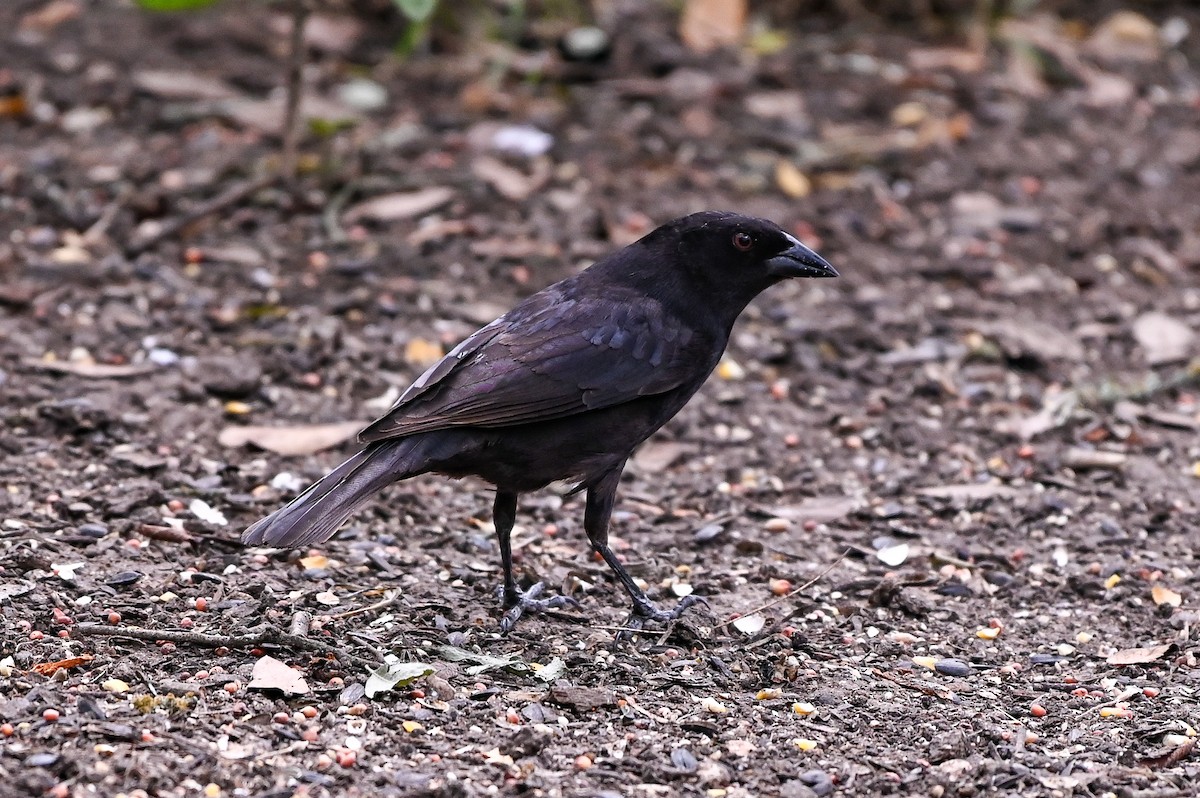 Bronzed Cowbird - ML620169032