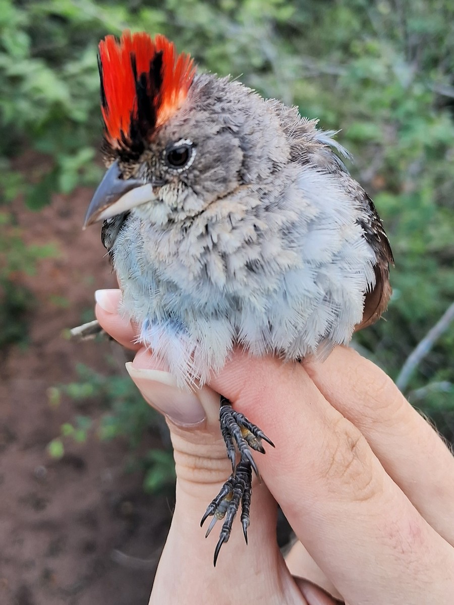 Pileated Finch - ML620169036